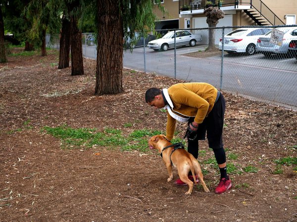 Comprendre les raisons de l'abandon des chats