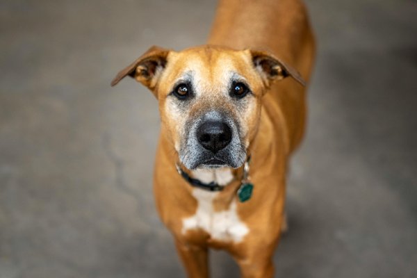 Nouvelles Régulations pour Voyage avec Animaux de Compagnie : Ce que Vous Devez Savoir