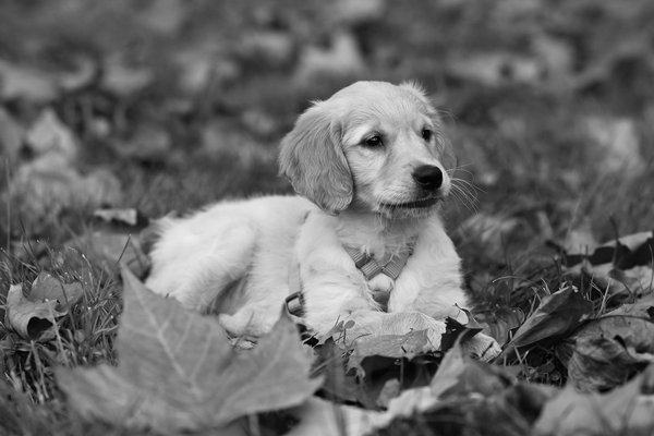 Guide pratique pour adopter un chaton