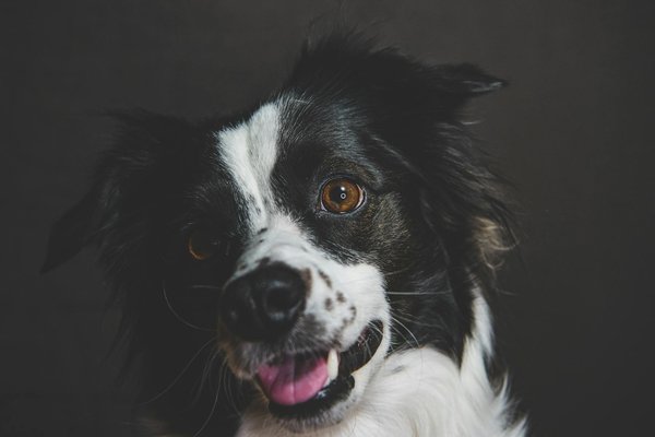 Découvrez les Bienfaits Inestimables de la Stérilisation sur la Santé Animale