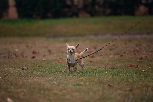 Comparatif des meilleures assurances pour chiens en 2022