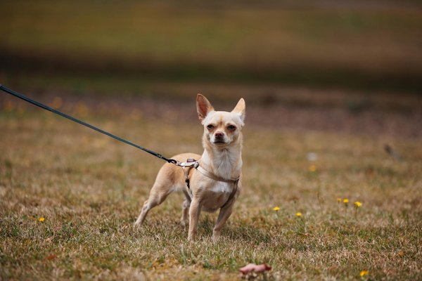 Techniques Avancées pour un Entraînement Positif et Efficace des Animaux