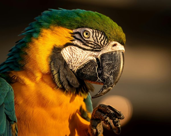 Animaux exotiques : du rêve à la réalité